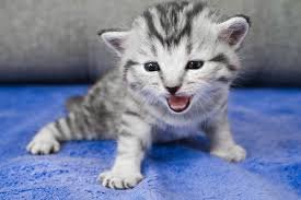 kitten.jpg