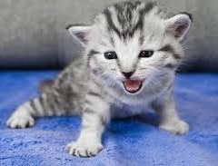 Kittens work here now