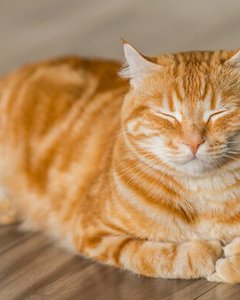 pretty orange cat